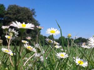 10438398_243923825799212_8015921751665085859_n